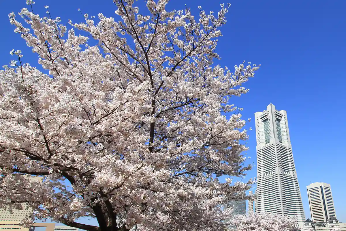 Cherry blossoms beside a waterfront promenade with Yokohama’s Minato Mirai skyline under a clear blue sky